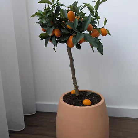 Avenue شقة Apúlia